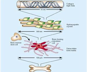 Biomaterials for Tissue Engineering