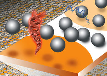 DNA Hybridization on Surfaces