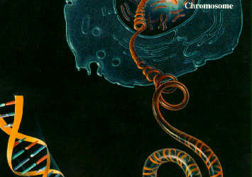 Human Genome
