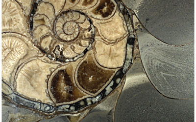 From Galileo to Darwin