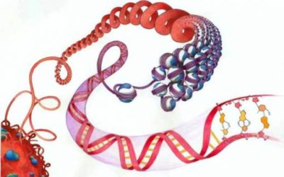 Epigenetic cellular memory