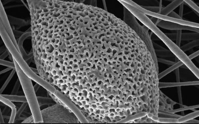 Biomaterials for Bone Tissue Engineering